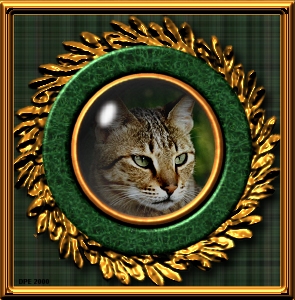 Glass captured cat (jpg)